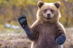 Результат пошуку зображень за запитом "ведмідь"